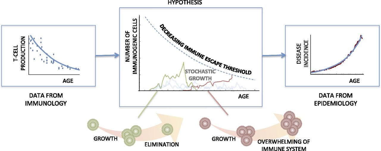Thymic involution and rising disease incidence with age | PNAS