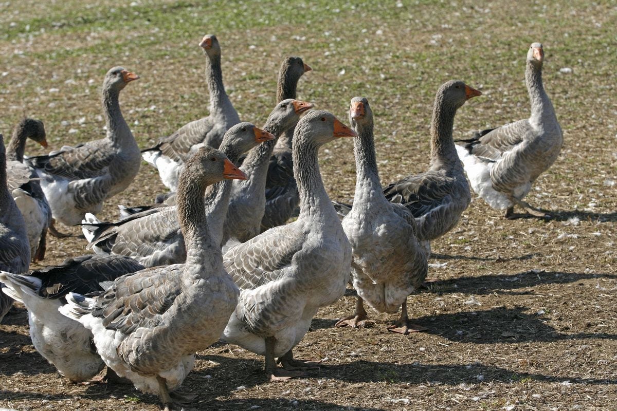 Geese walking in a herd.