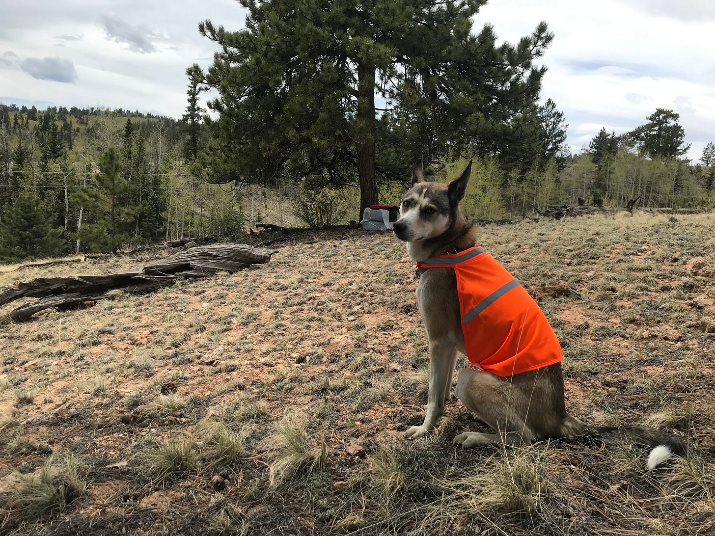 our dog Dakota and her orange vest