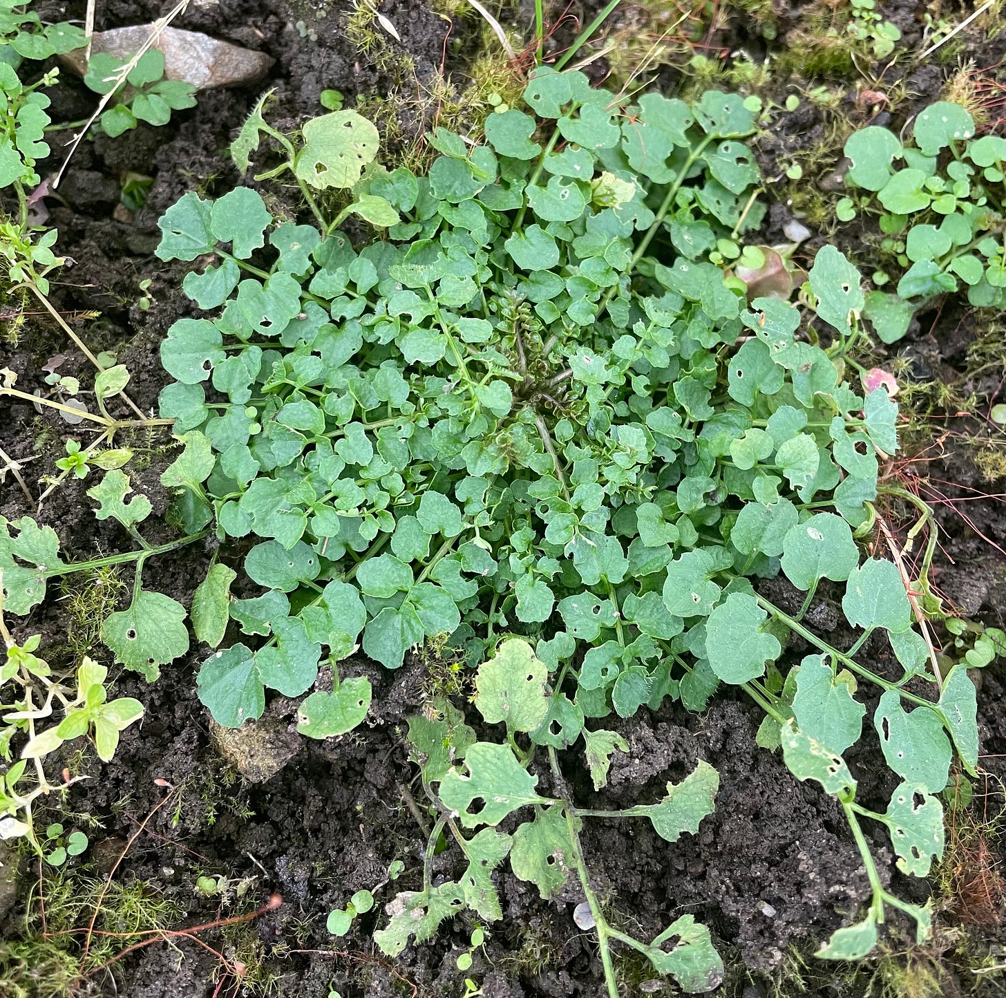 Hairy bittercress for salads