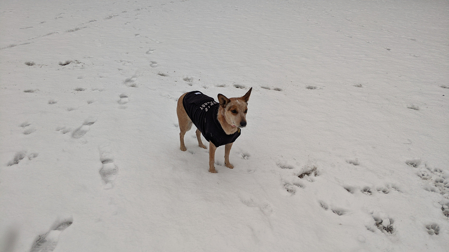 A small red-and-white Australian cattle dog stands in the snow. She's wearing a little black hoody and staring into the middle distance.
