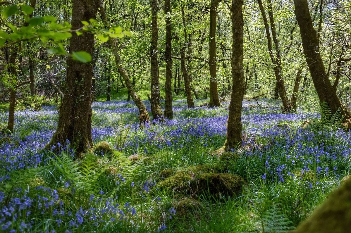 90377: “ Bluebell meadow by simon rees ” | Beautiful forest, Cottage garden, Bluebells