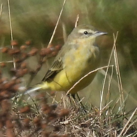 Olive green bird with yellow underparts sits on top of a small shrub. The bird is facing to the right of the frame