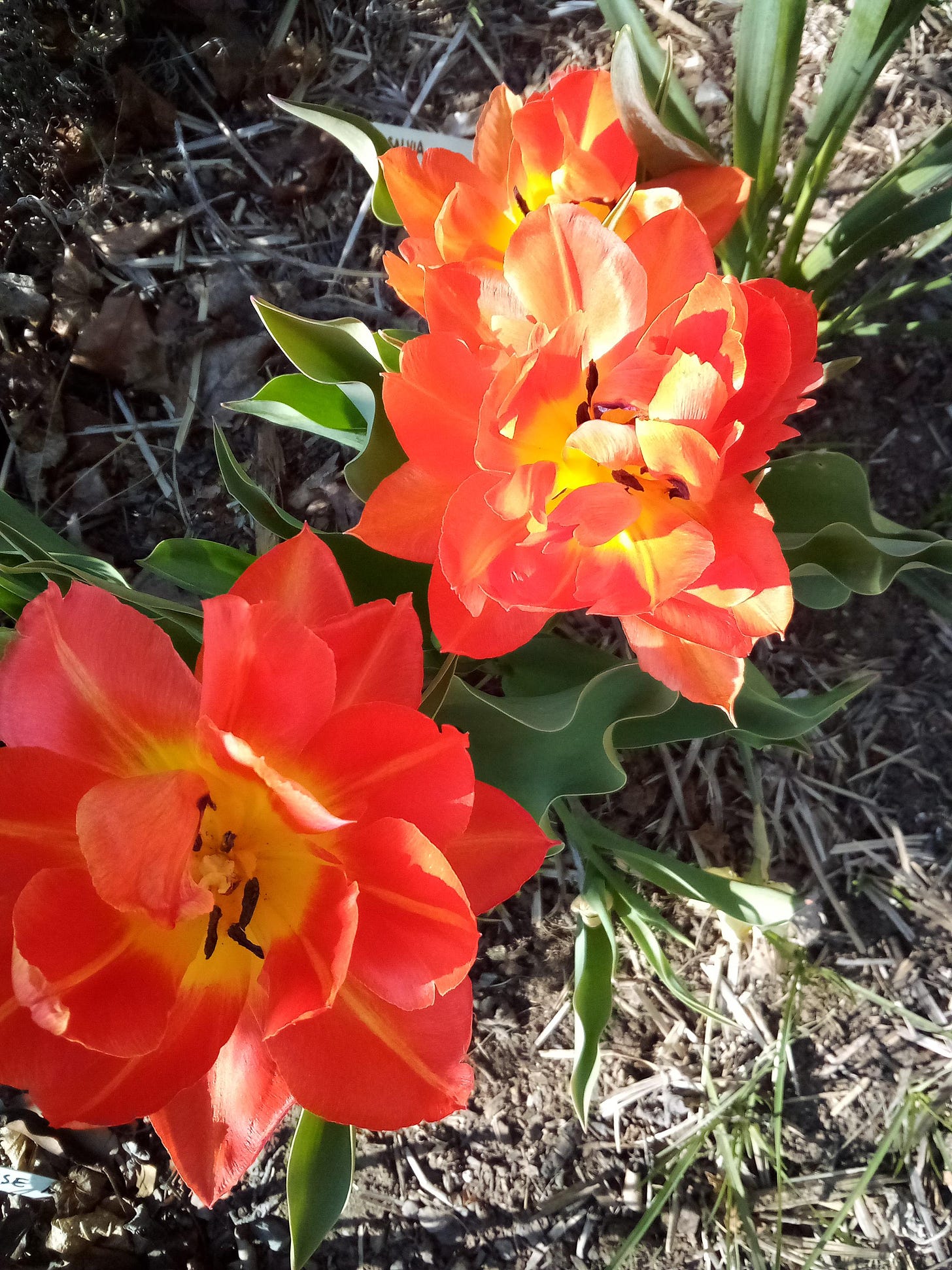 Bright orange tulips in bloom.