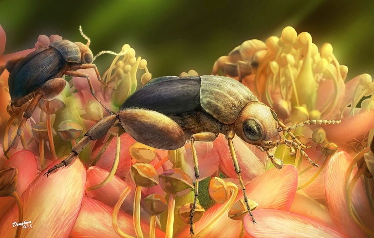 Artist rendering of beetle.