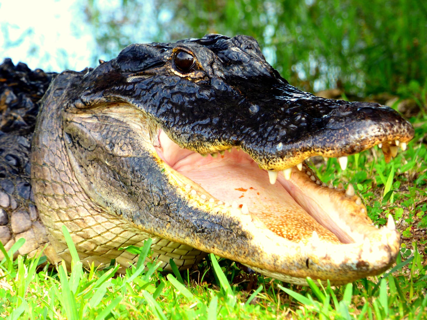 An American alligator with its mouth open as if just finishing a joke and awaiting a reaction