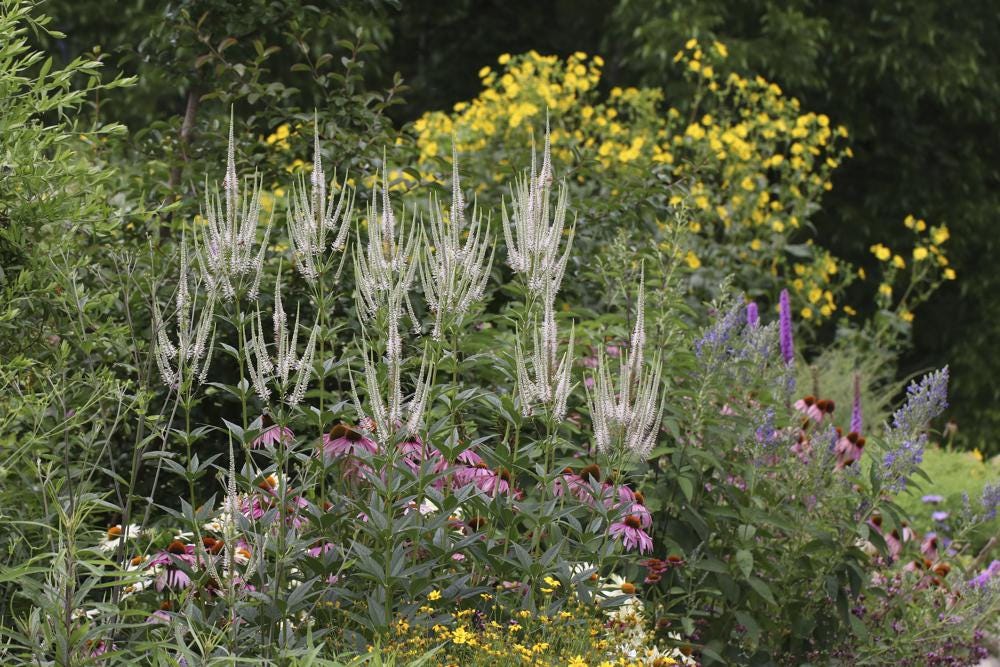 This June 2020 image provided by Debbie Roos shows North Carolina native plants (culver's root, coneflower, whorled tickseed, hoary skullcap, blazing star, cup plant, climbing aster, stemless ironweed and blackhaw viburnum) growing in the demonstration Pollinator Paradise Garden in Pittsboro, N.C. (Debbie Roos/NC Cooperative Extension via AP)