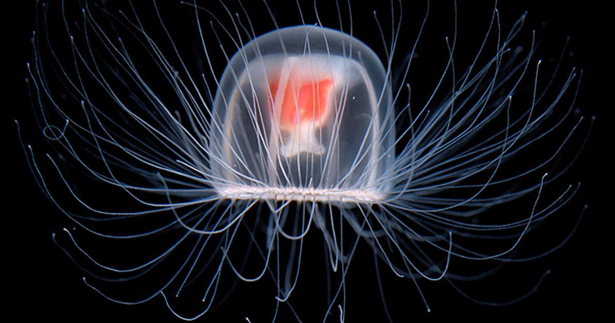 The "Immortal" Jellyfish That Resets When Damaged | AMNH