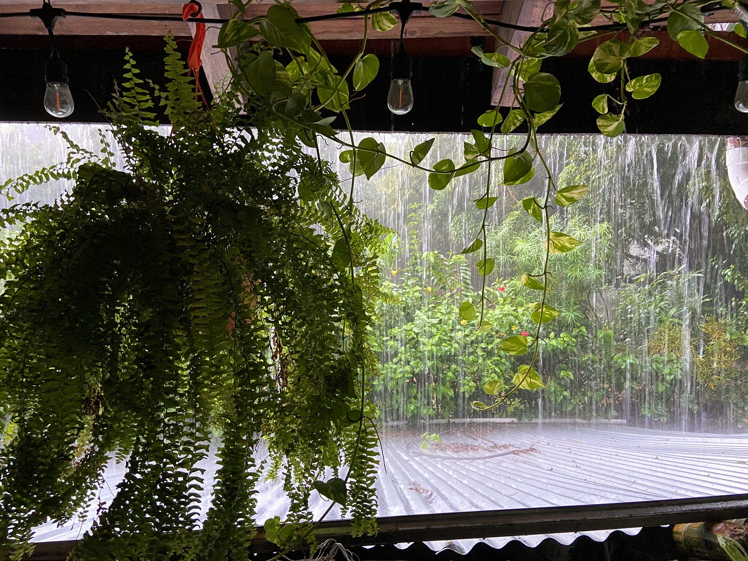 Hanging plant under eaves, in the rain