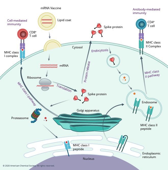 Meet the mRNA vaccine rookies aiming to take down COVID-19 | CAS