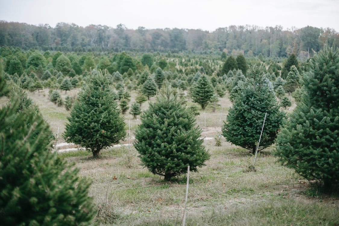 Free Tree farm with growing pine spruce and fir trees cultivating for Christmas holidays Stock Photo