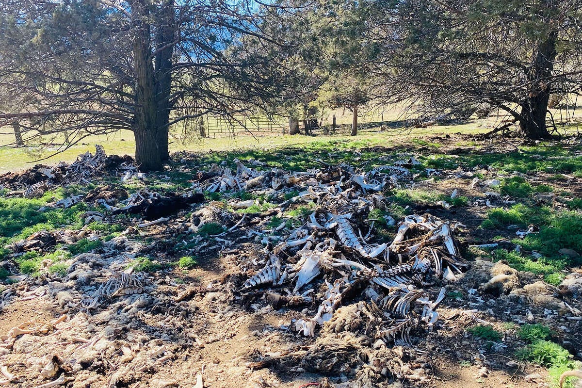 Under shady juniper trees in California’s Scott Valley lie what appears to be hundreds of animal skeletons worth of bones. 