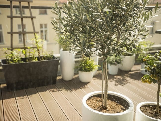 Olive Trees On Balcony
Shutterstock.com
New York, NY