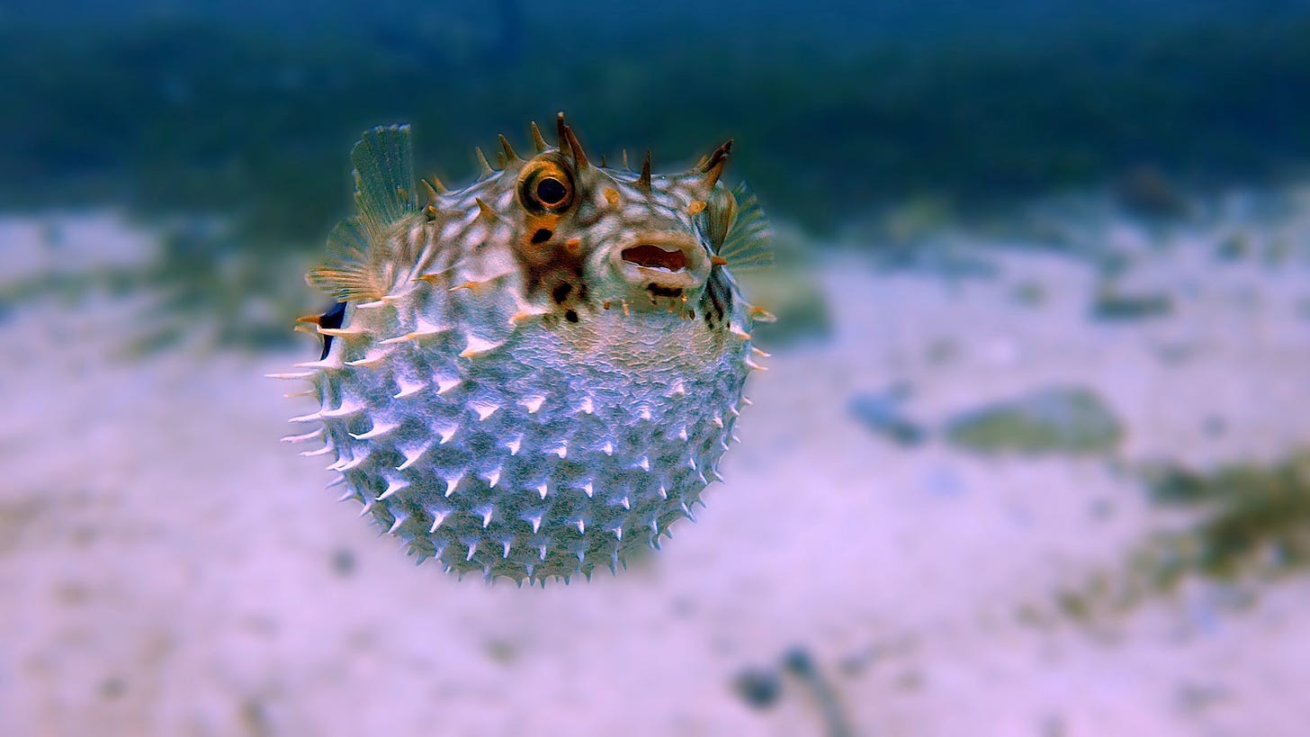 An inflated pufferfish. It is hovering over a blurry sandy background. The fish is approximately spherical and spiky all over. The bottom half is entirely white, and the top half is a sandy brown with white spots.