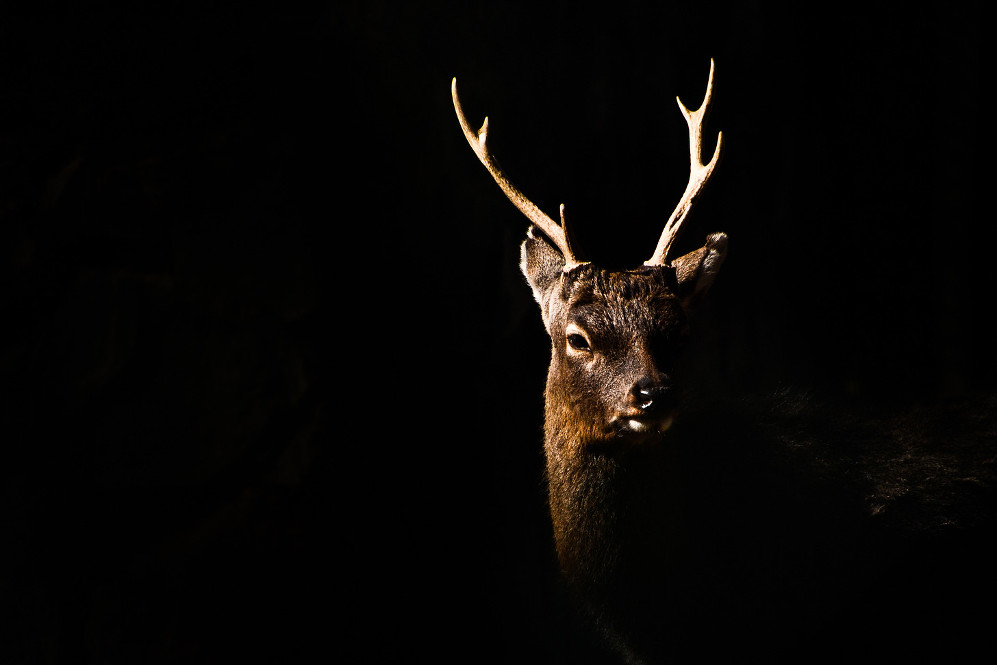 A six point buck deer in the darkness