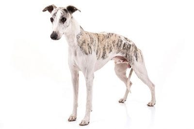 Image result for greyhound akc