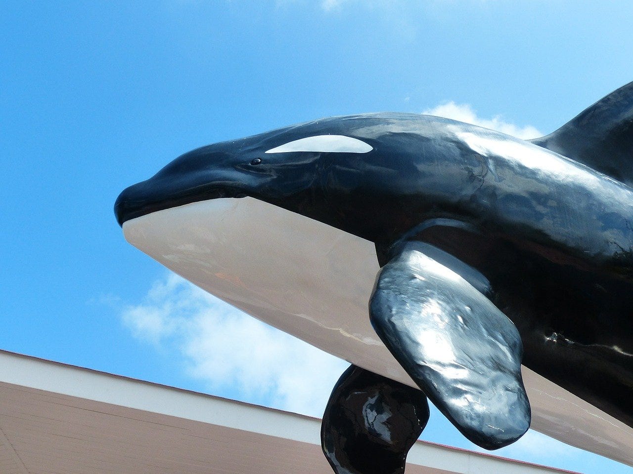 Killer Whale Orcinus Orca Orka - Free photo on Pixabay
