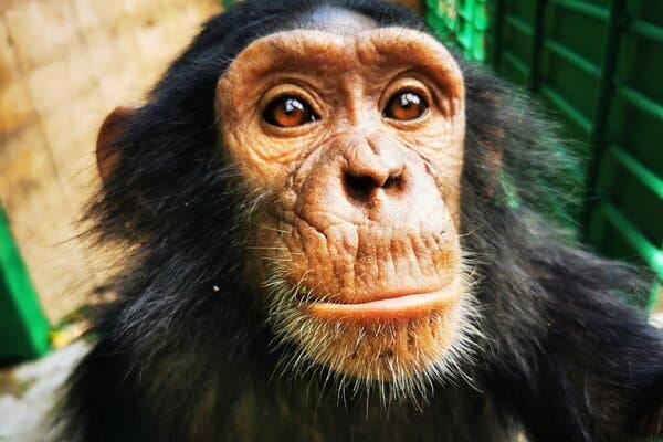 A close-up view of a young chimpanzee in a wooden and green-painted enclosure.