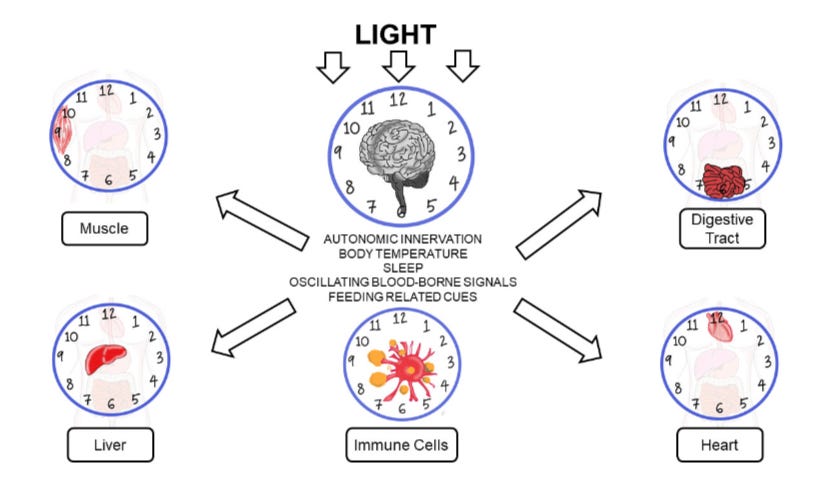 graphic showing how light sends signals all throughout the body