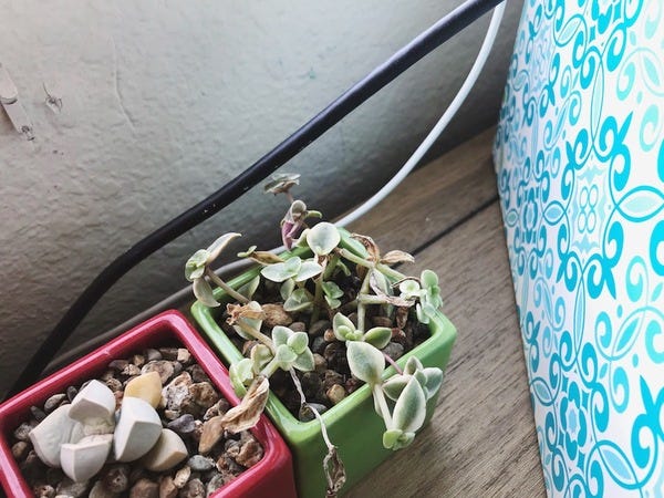 This plant, featured several issues ago, is making me go 🤔 hmm. I originally thought it was a succulent. But I had to thoroughly soak it to get it to have plush leaves. Does anyone know what this plant is called?