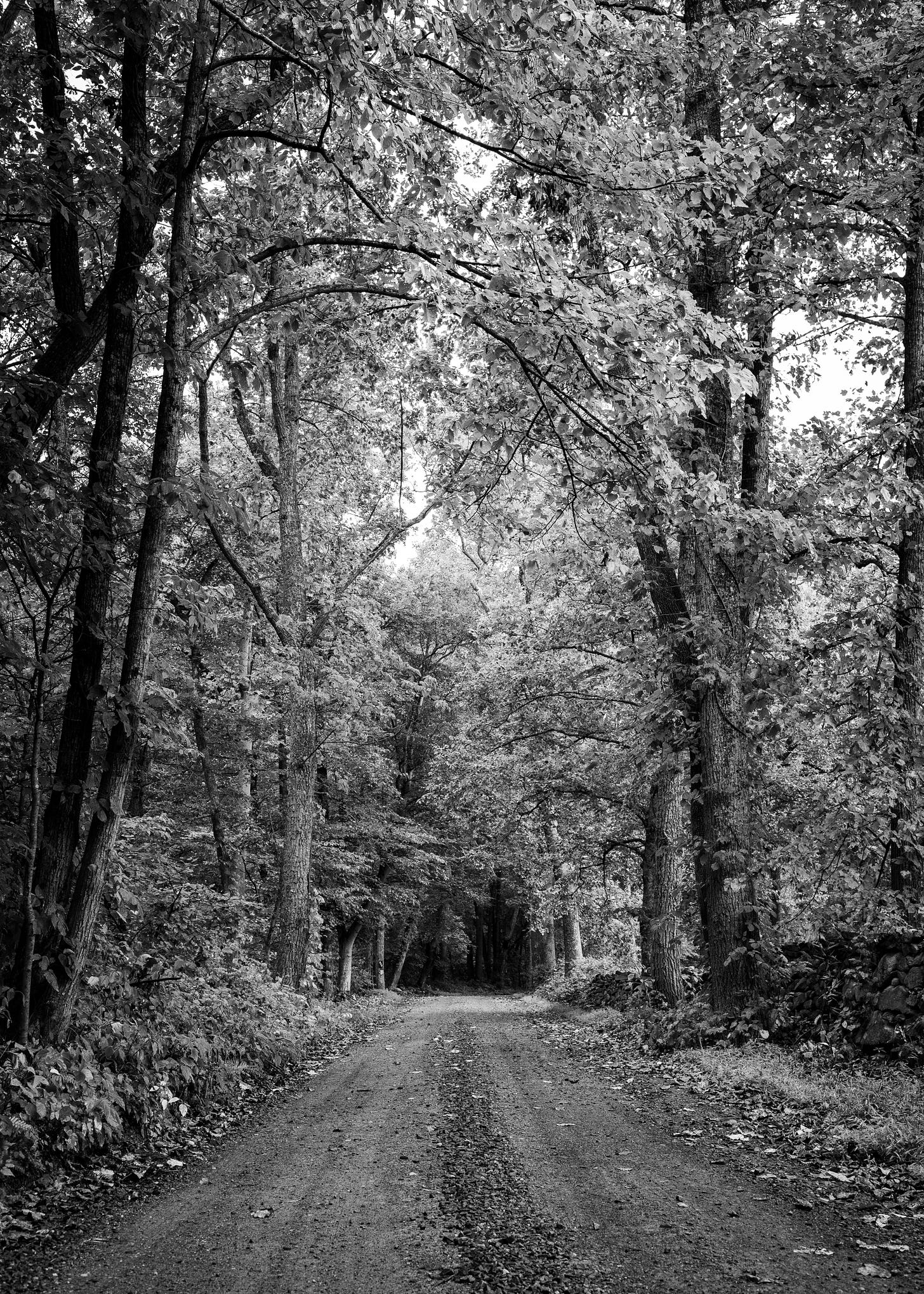Black and white of a rural dirt road