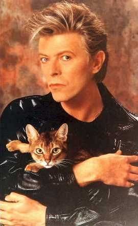 Crayon Jones på Twitter: &quot;Someone out there really needs to see David Bowie  with a cat right now - this is for you https://t.co/Ou9qxRBcWg&quot; / Twitter
