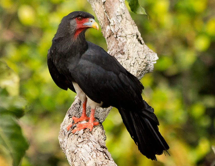 Red-throated caracara - Wikipedia