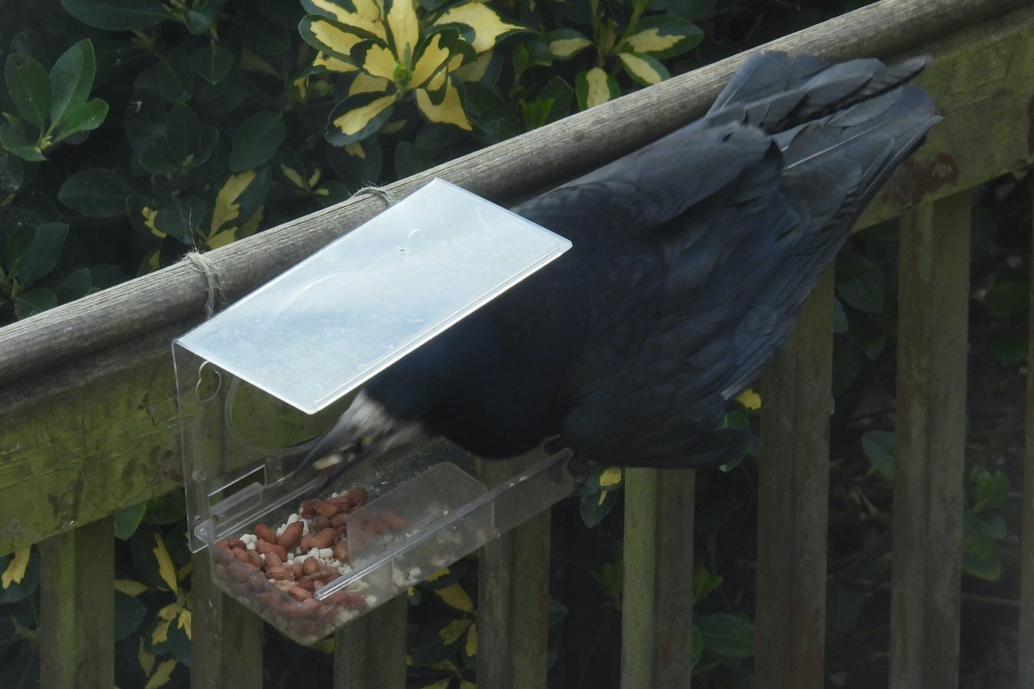 Rook taking peanuts from small feeder
