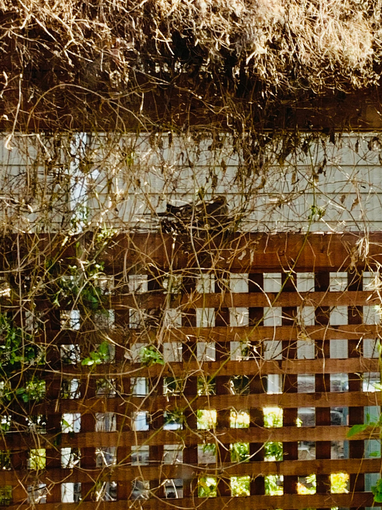 image of a morning dove nesting on top of a trellis.