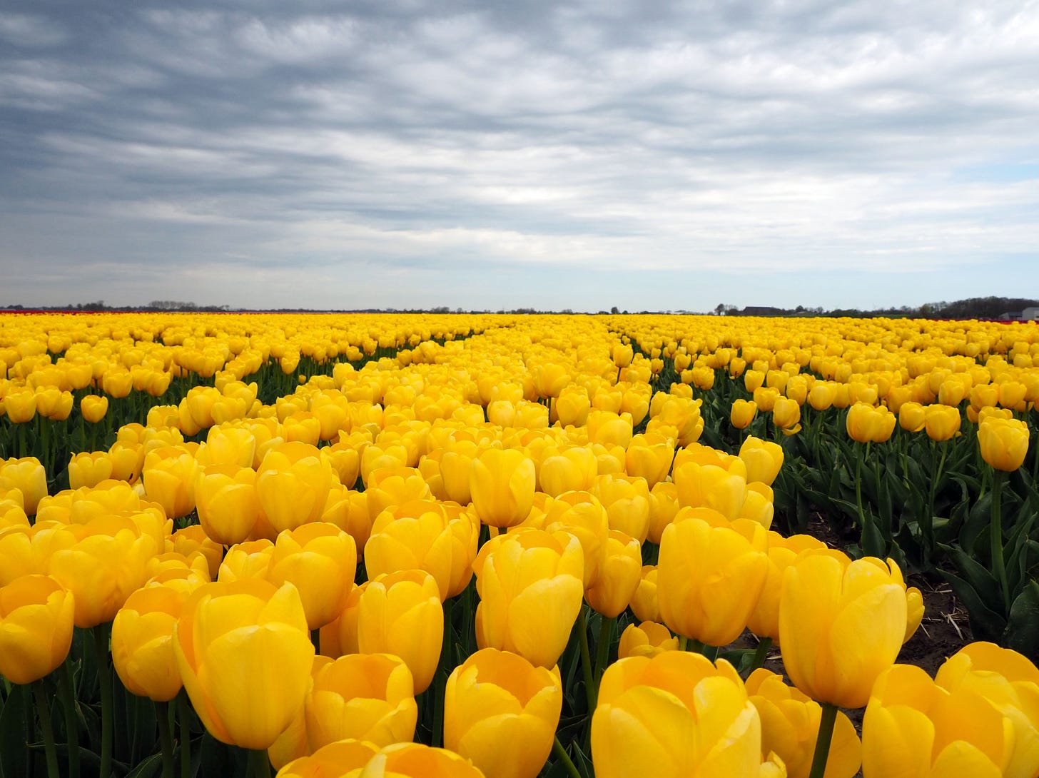 A field of bright yellow tulips reaching to the horizon under a grey cloudy sky.