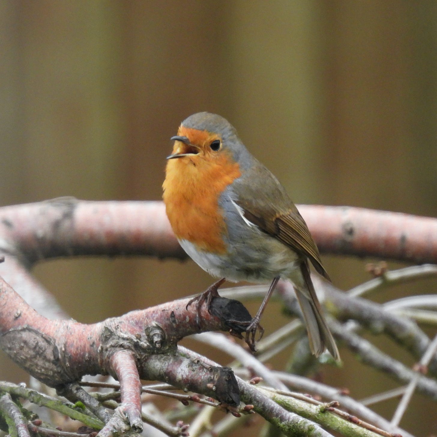 Robin sitting on tree branch, facing to the left. Its bill is open as it was singing