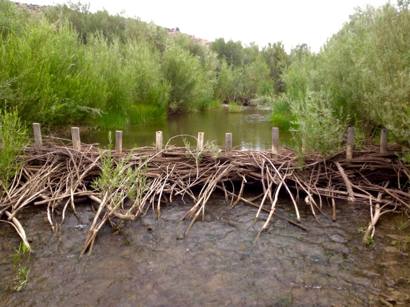 Beaver Dam Analog Built on Ore [IMAGE] | EurekAlert! Science News Releases