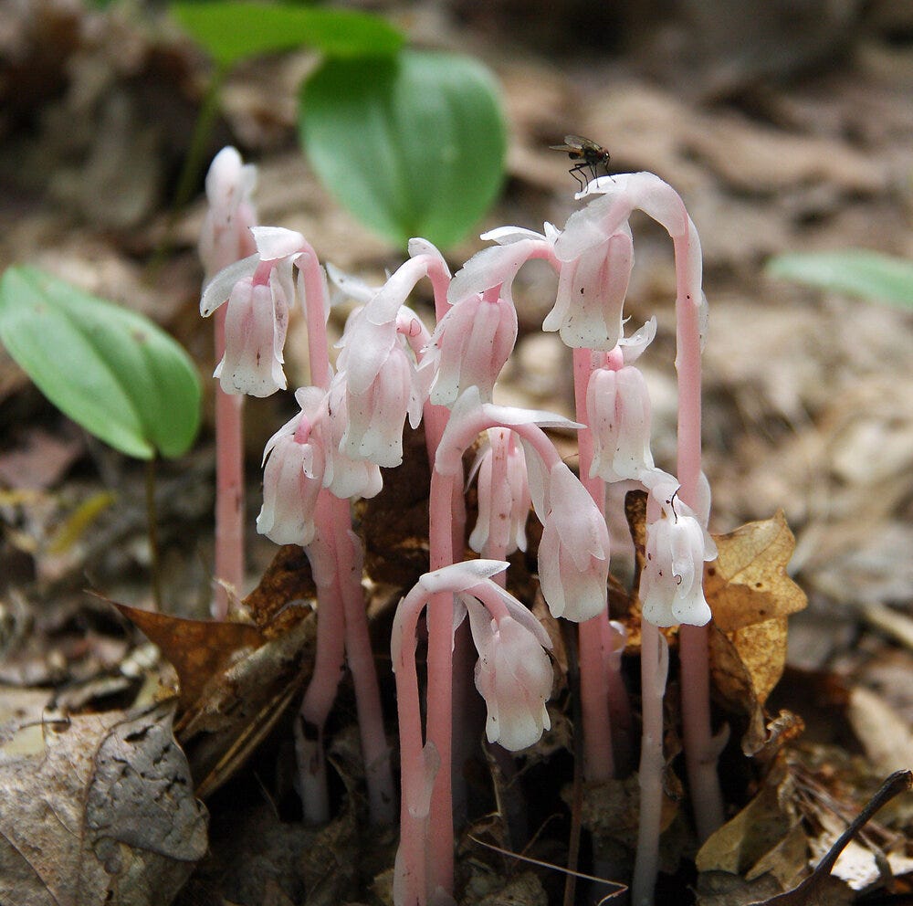Pink Indian Pipe \\ Magellan nh, CC BY 3.0 &lt;https://creativecommons.org/licenses/by/3.0&gt;, via Wikimedia Commons