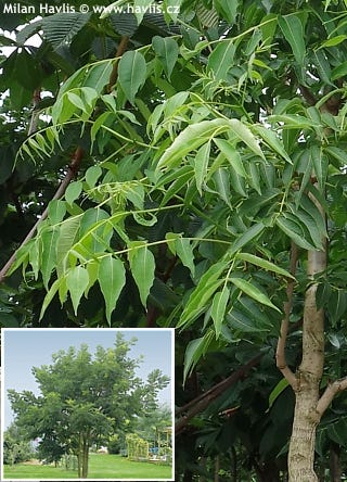 Phellodendron amurense - Havlis.cz