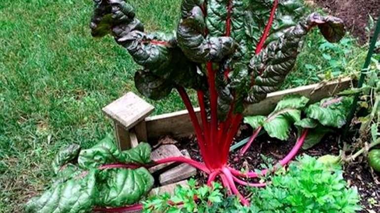 Rainbow Swiss chard can thrive well into fall when planted now...