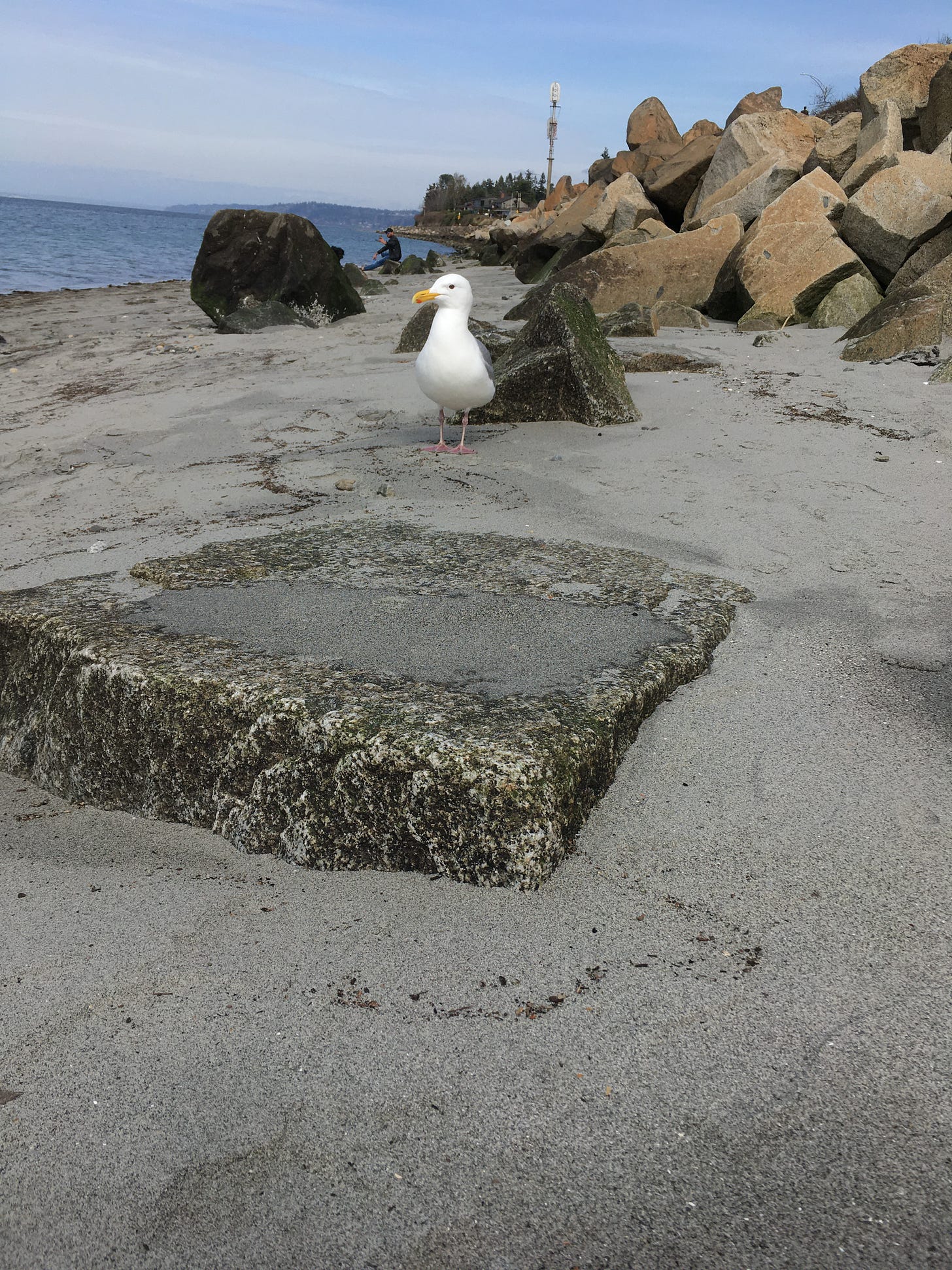 boulders on a sandy beach with a white seagull in the center top of the image looking at the camera with one eye and head tilted to the left. man squats in distance behind seagull. squatting at the waters edge and the Puget Sound seems calm in the background, blue and clouds in the skies behind all these beings.