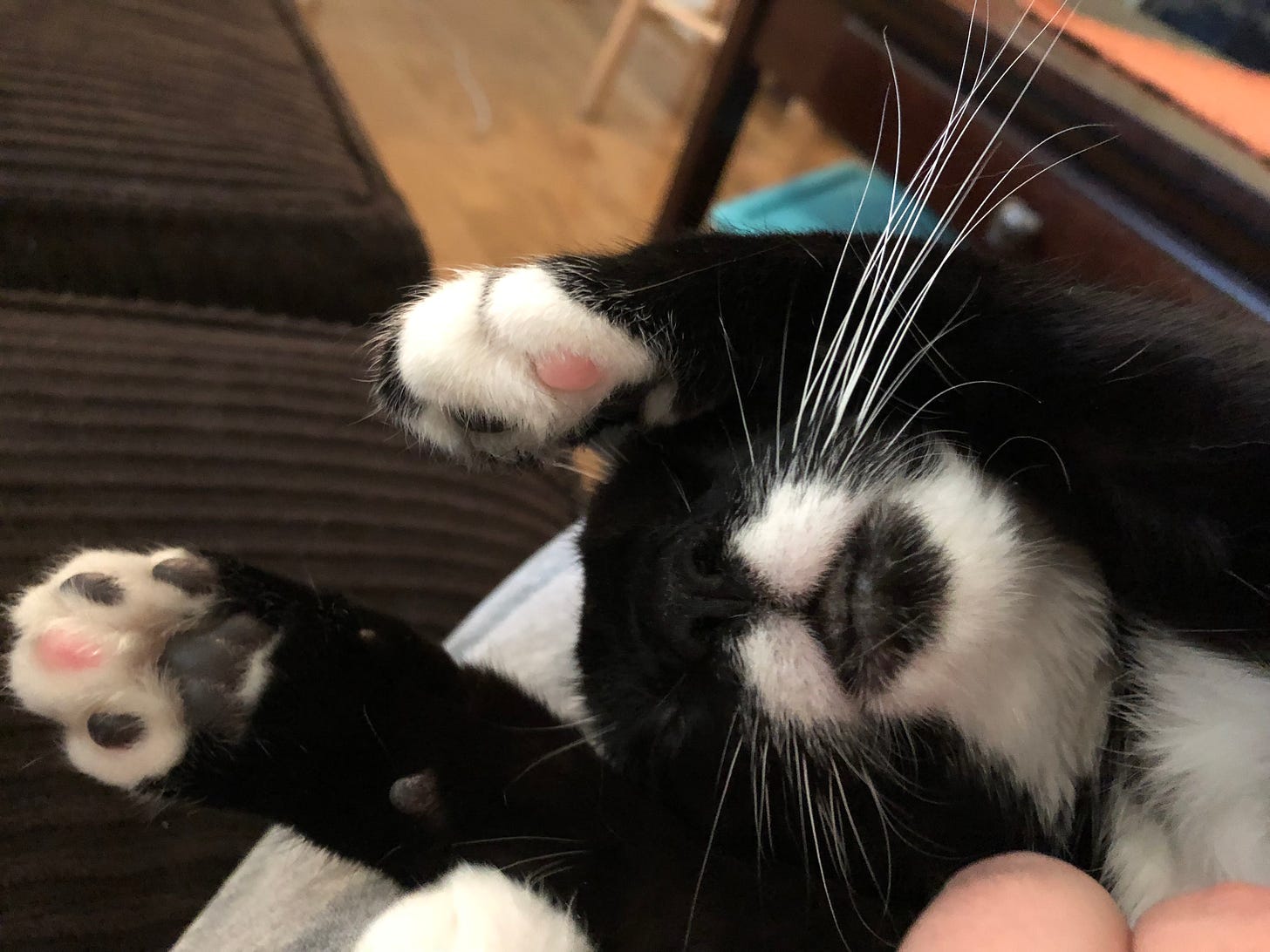 A black and white cat with a white mustache lies on her back with her paws above her head.