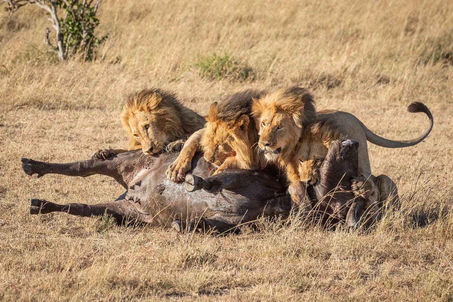 Four male lion lie on dead buffalo.jpg