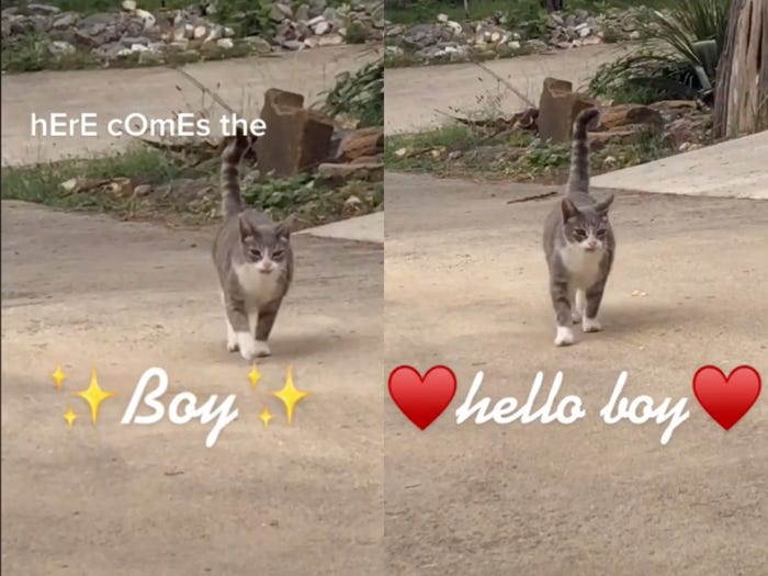 two side-by-side images of a grey and white cat on a street with the text "here comes the boy, hello boy" and sparkle and heart emoji