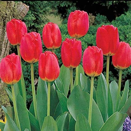 Amazon.com : Red Matador Jumbo Perennial Tulip - 100 Seeds per Bags | 'Red  Matador' | Zone 3-8 | Fall Planting | Spring Bulbs : Patio, Lawn & Garden