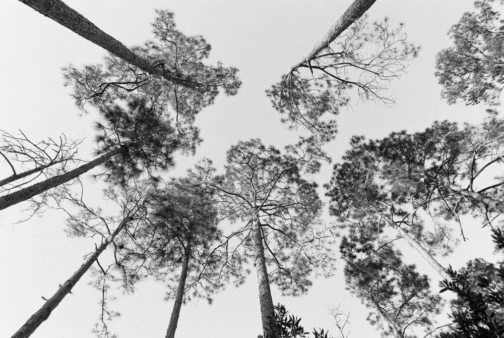 Native slash pines on Billy’s Island in the Okefenokee Swamp.