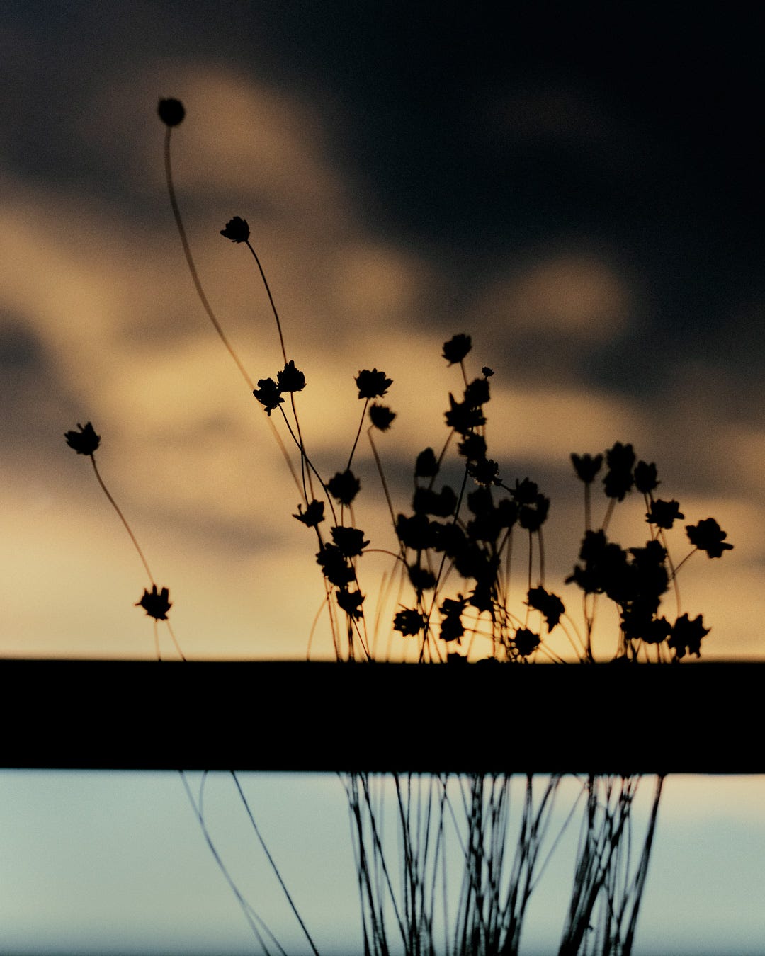Tiny flowers against sunset