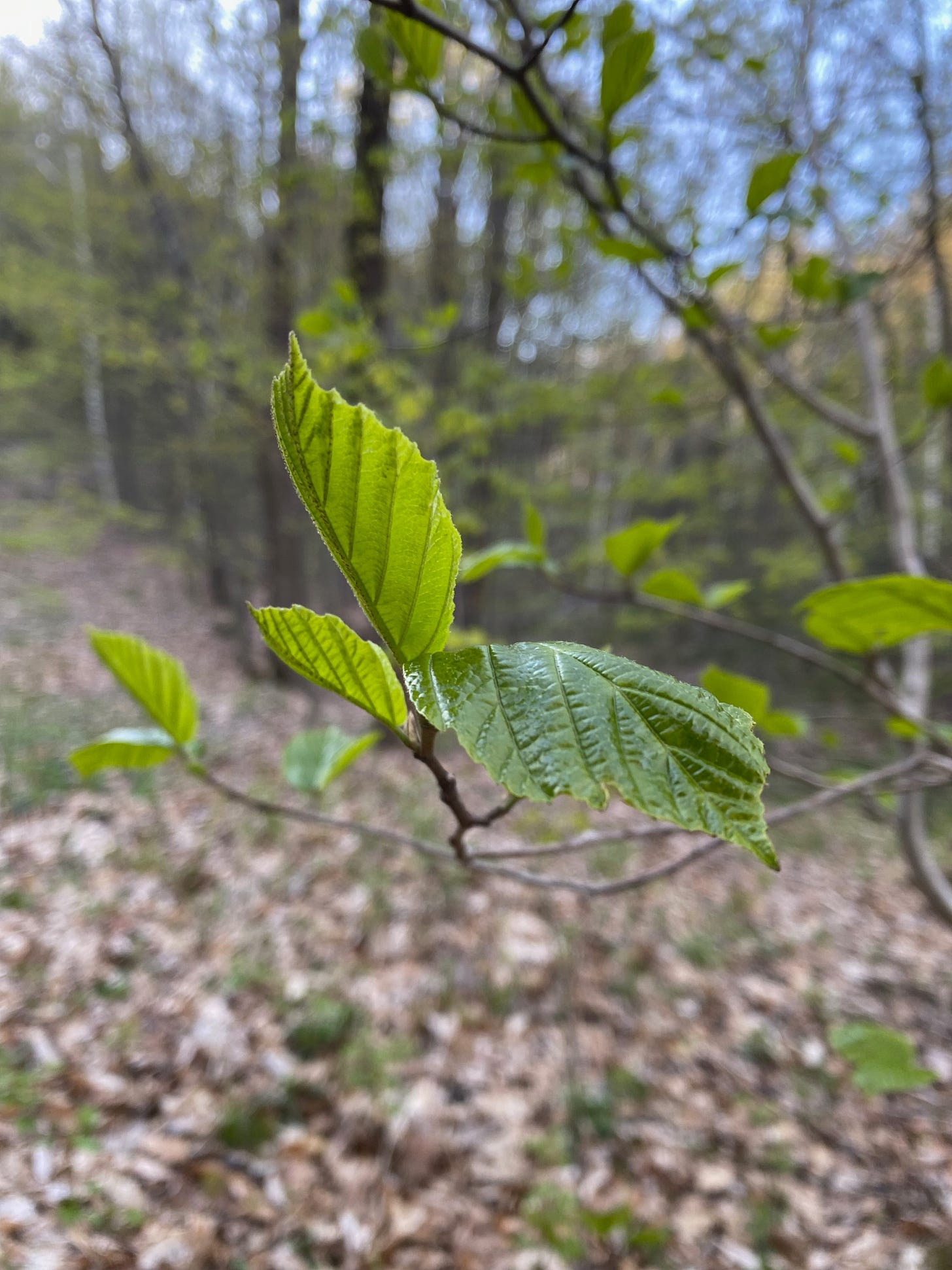Closeup of a twig of small, bright green beech leaves in various stages of unfurling.