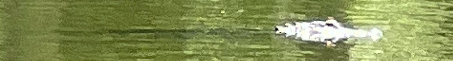 Blurry photo of an alligator swimming near Lake Charlie, Florida.