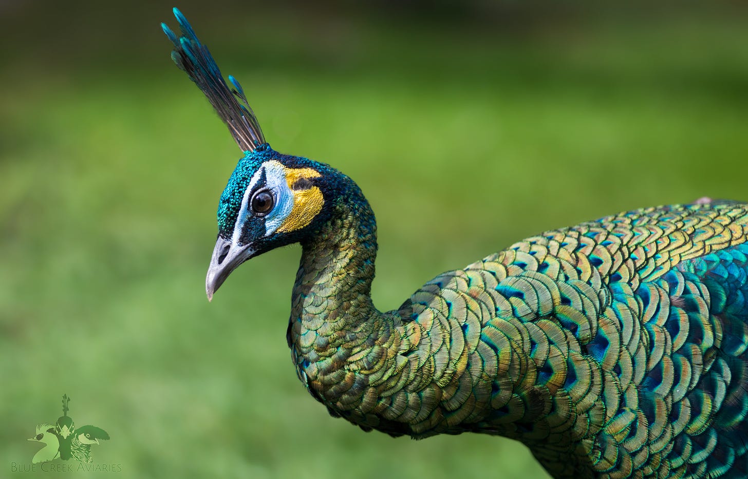 Juvenile green peacock