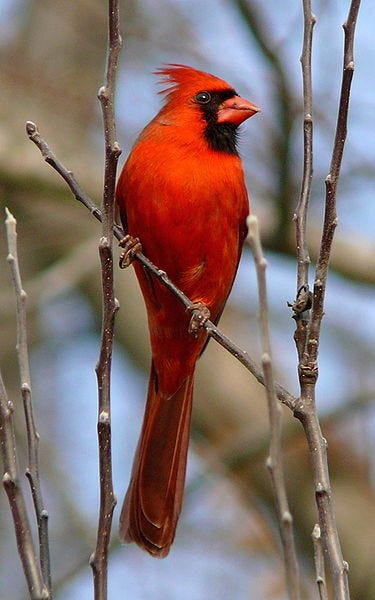 Brightly colored male Northern cardinal. Ken Thomas, Public domain, via Wikimedia Commons.