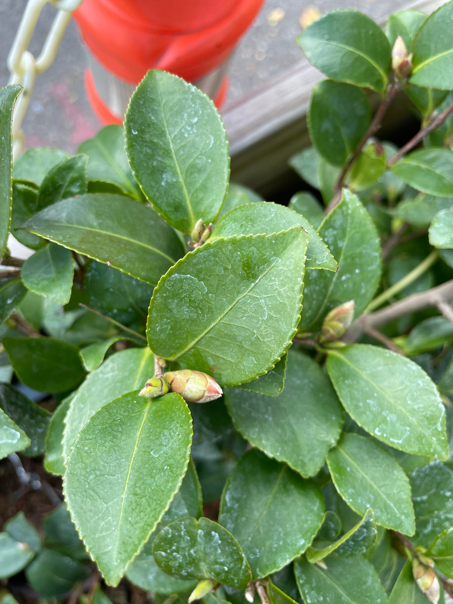 ID: Close photo of Camellia foliage and football shaped flower buds tinged red