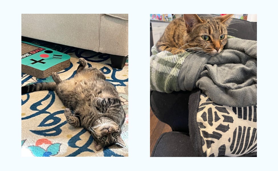 two pictures of two brown tabby cats. on the left is a picture of Steve lying on his back showing off his belly with his paws in the air. on the right is Olive, curled up on a blanket and looking grumpy