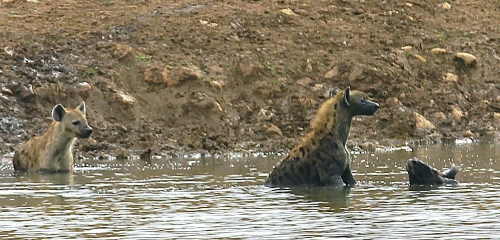 Hyenas in water at Rooidam
