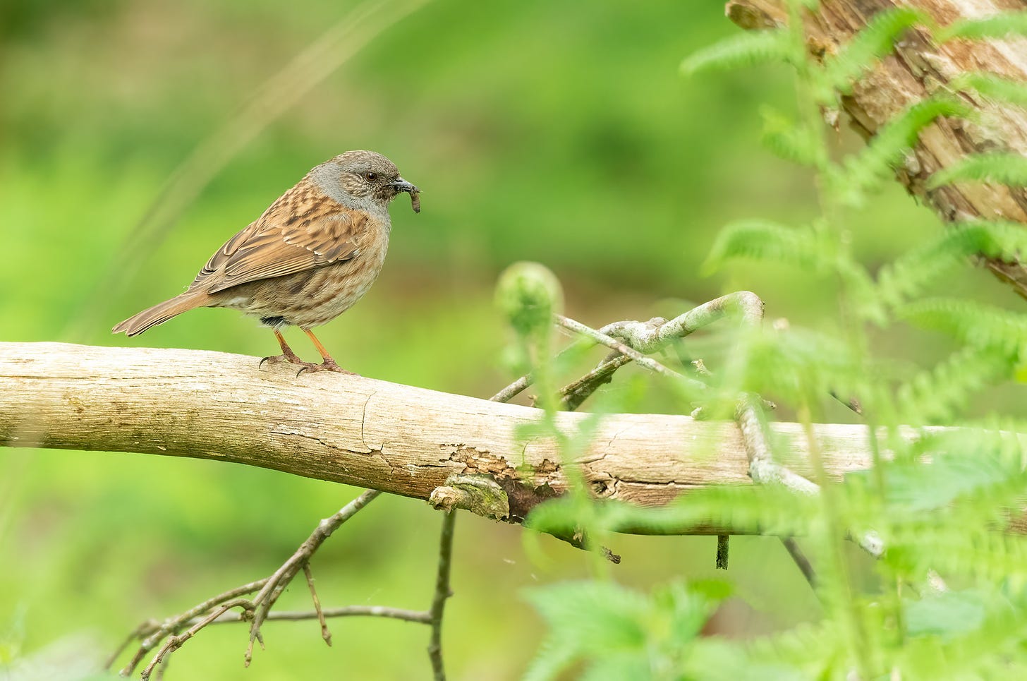 Photo of a dunnock perched on a branch with a grub in its beak